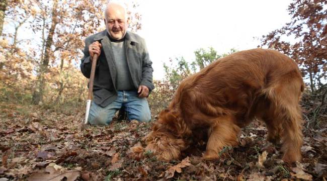 İki köpeği ile buluyor; kilosu 40-70 euroya satılıyor